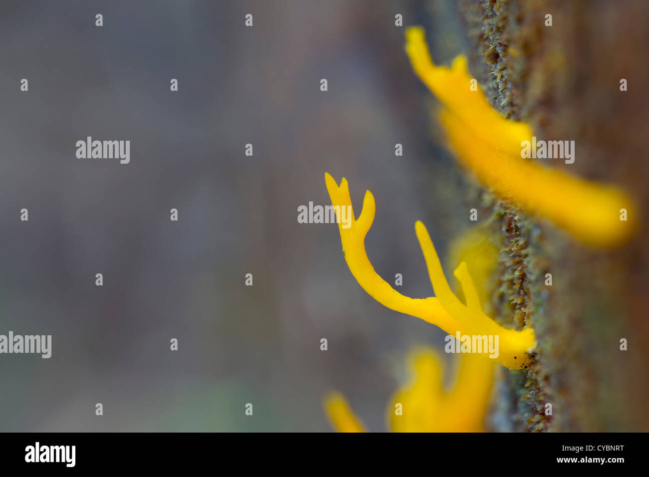 Jelly Antler Fungus; Calocera viscosa; UK Stock Photo