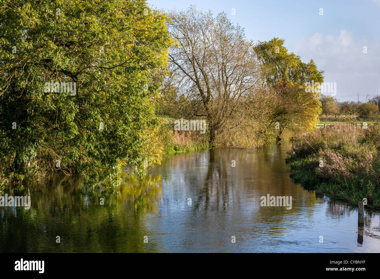 Ash trees overhanging Driffield Beck, East Yorkshire, England, UK Stock Photo