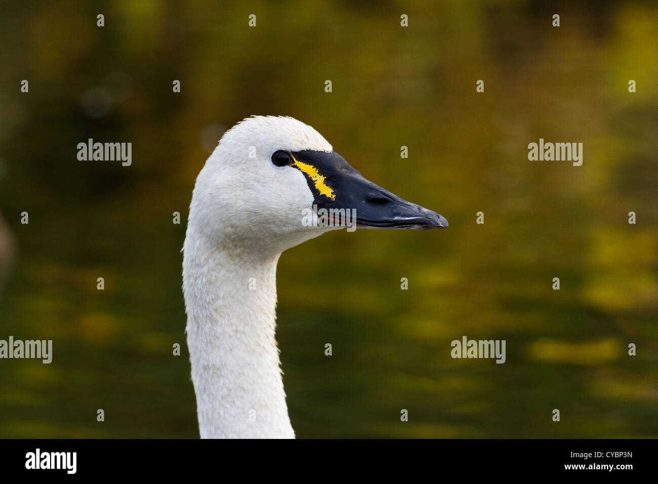 White Tundra Swan, migratory bird close up Stock Photo