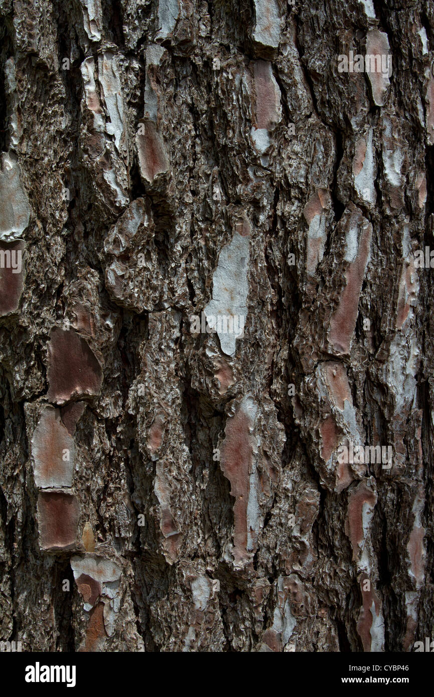 Medicinal tree bark hires stock photography and images Alamy