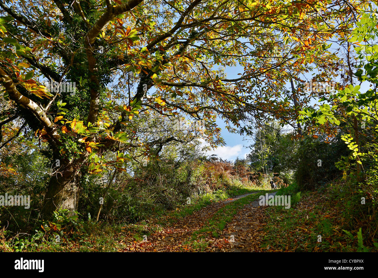 Sweet Chestnut Tree; Castanea sativa; autumn; Cornwall; UK Stock Photo