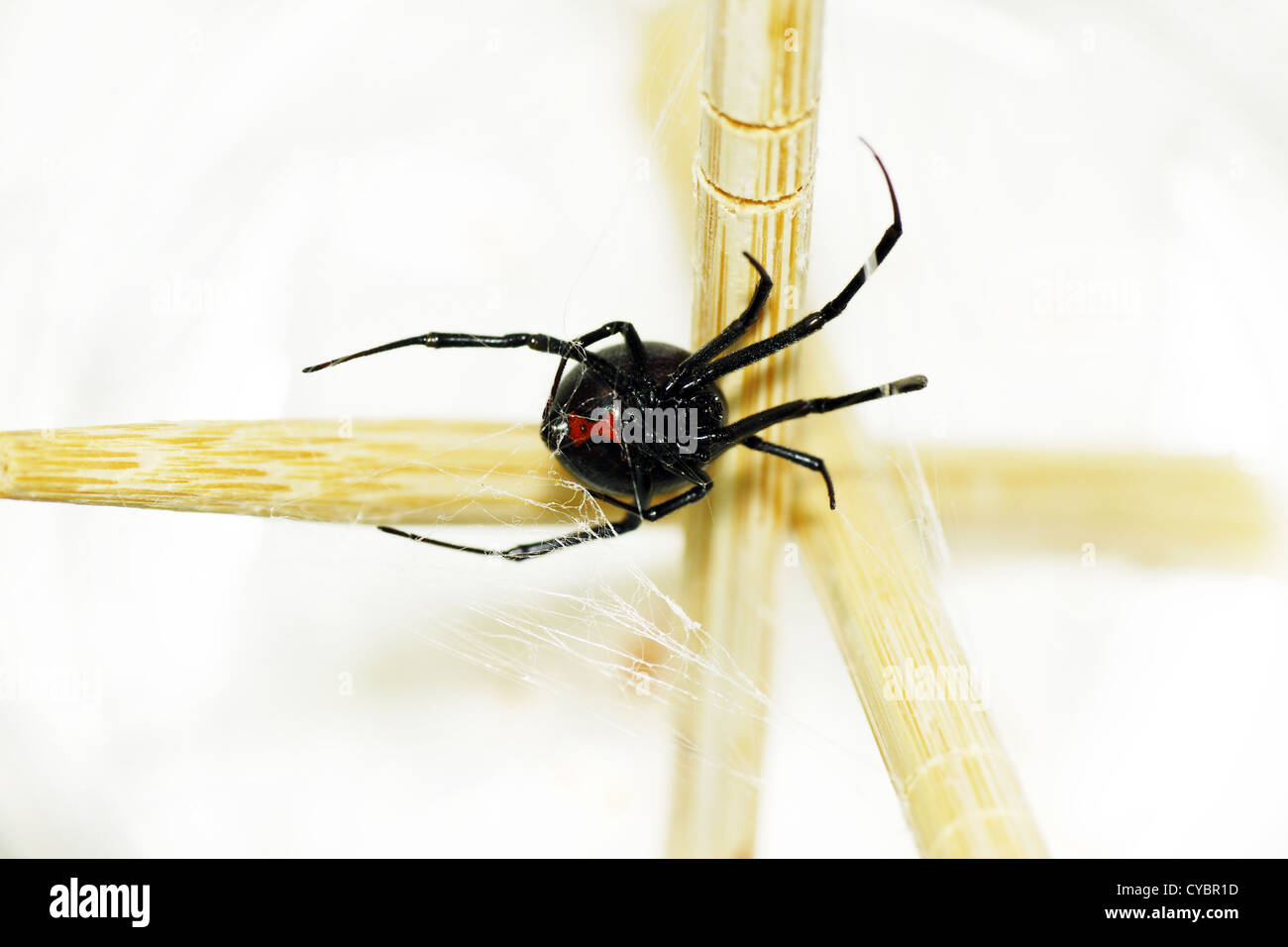 Adult female black widow spider with typical red hour glass on her belly Stock Photo Alamy