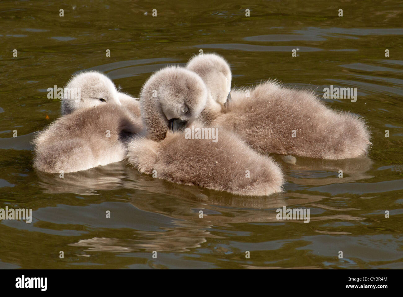 Baby Signet High Resolution Stock Photography And Images Alamy