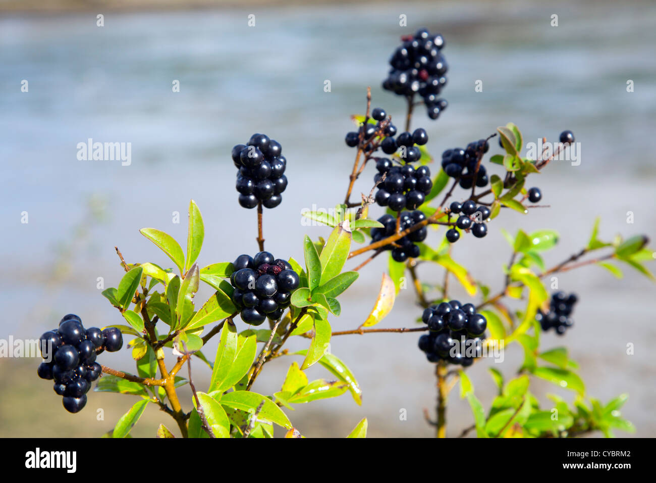 Privet; Ligustrum vulgare; berries; UK Stock Photo