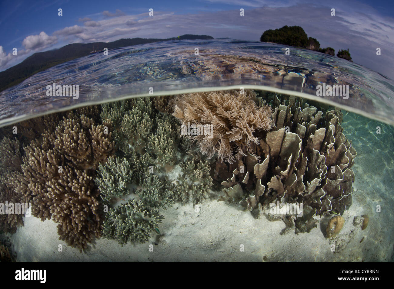 A diverse and healthy coral reef grows in extremely shallow water in ...