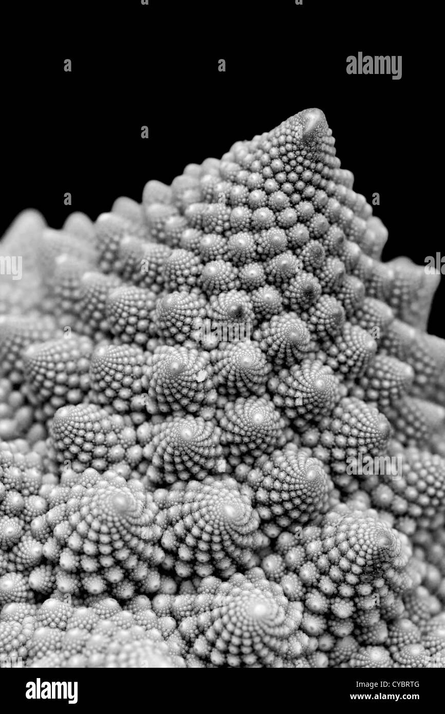 Romanesque Broccoli; or Roman Cauliflower; Black and White Stock Photo ...