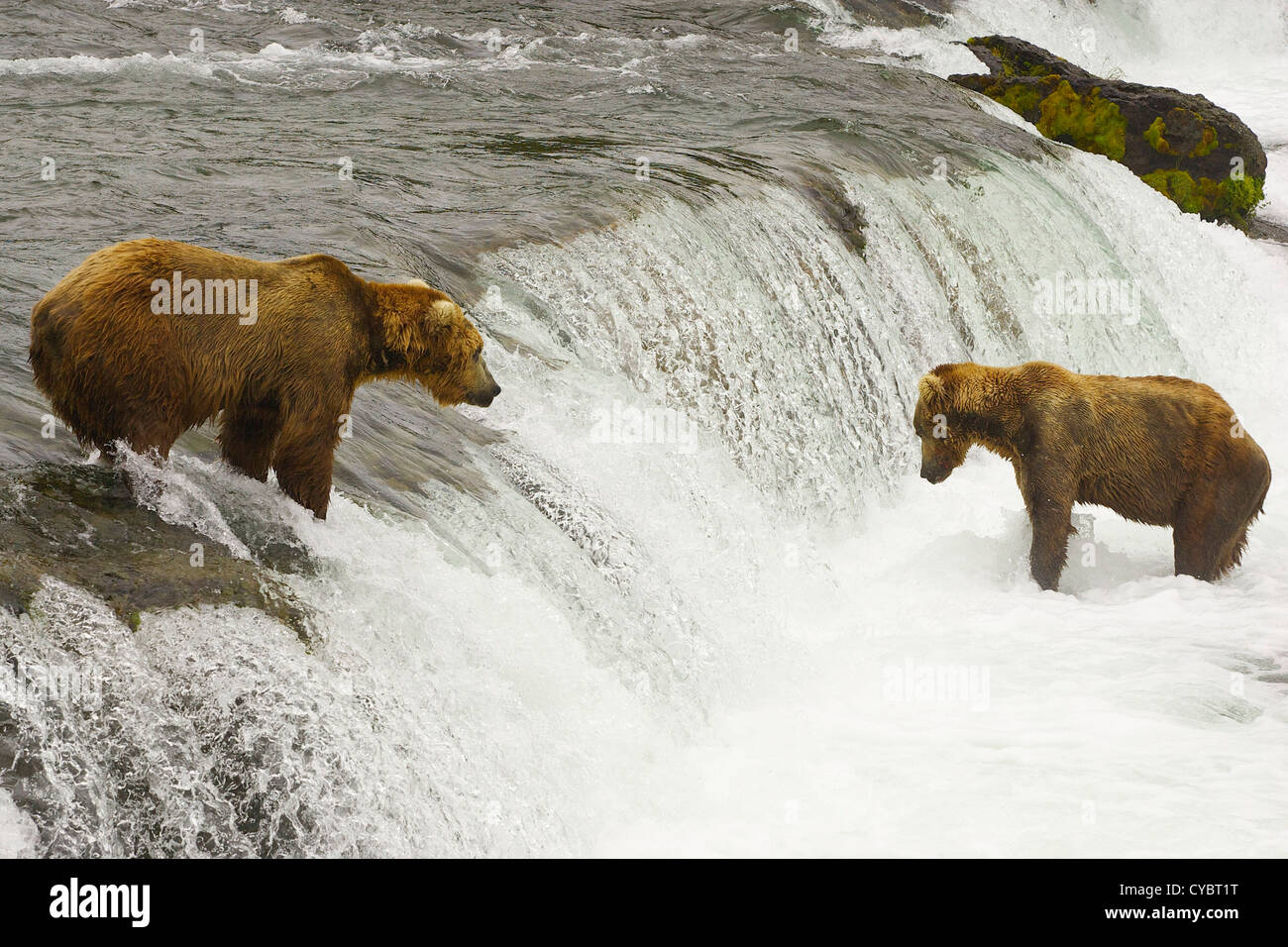 Brown bears of Katmai National Park in Alaska Stock Photo