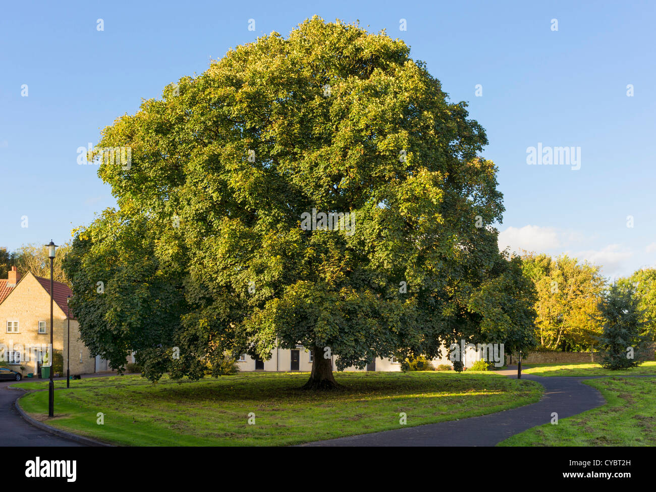 English Oak tree in early Autumn, UK Stock Photo