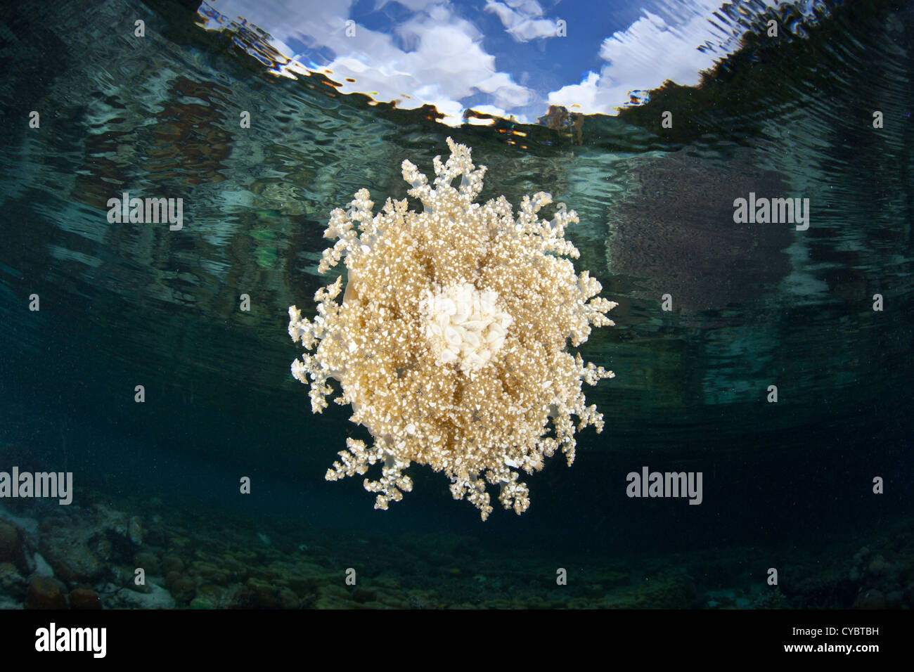 An upside down jellyfish (Cassiopea sp.) pulses just above the shallow bottom of a coral reef in Raja Ampat, Indonesia. Stock Photo