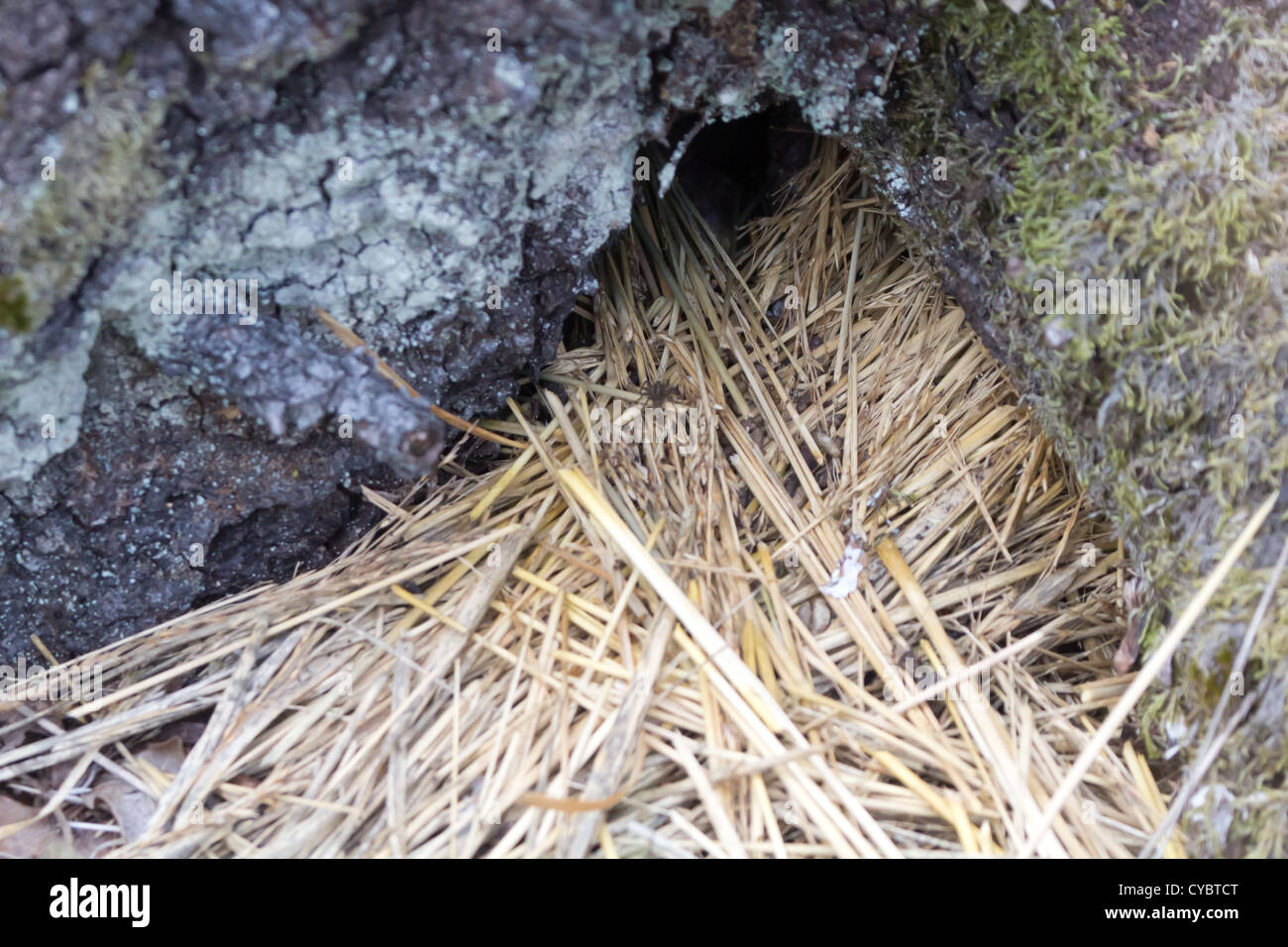 Entrance to vole burrow in tree stump. Surrey, UK. Stock Photo