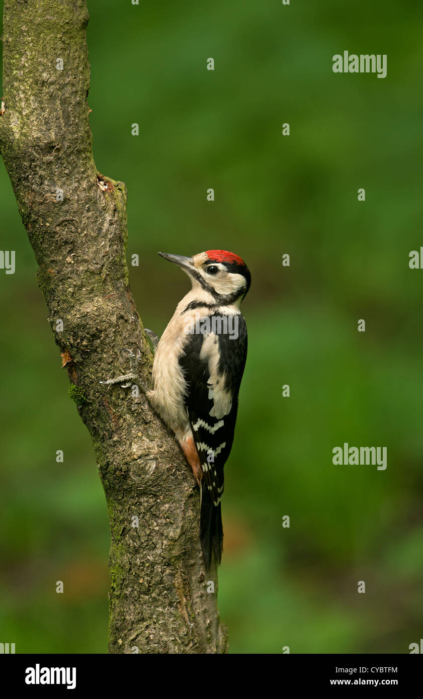 Great Spotted Woodpecker juvenile portrait Stock Photo - Alamy