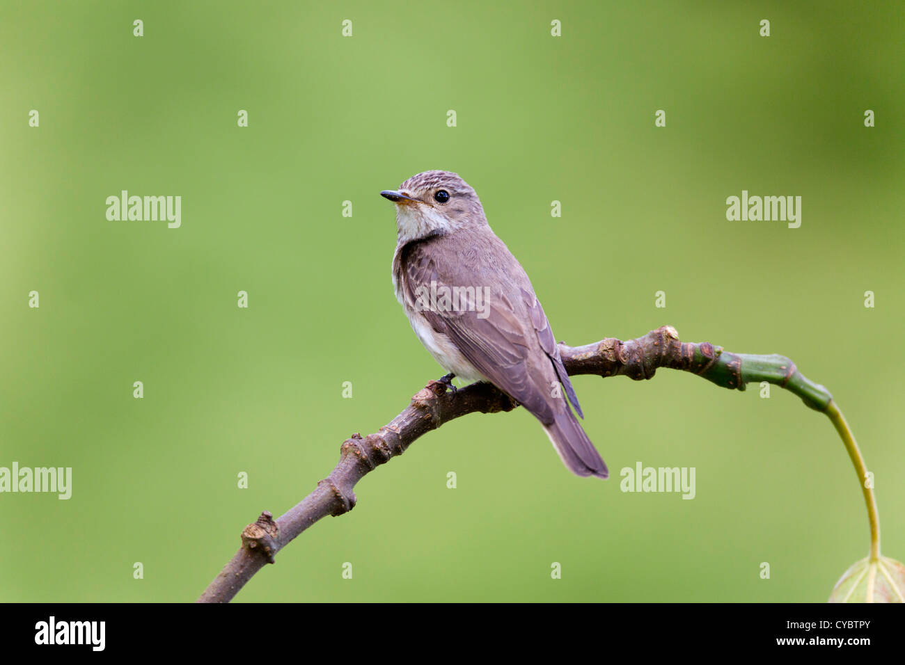 Spotted Flycatcher; Musciapa striata; UK Stock Photo