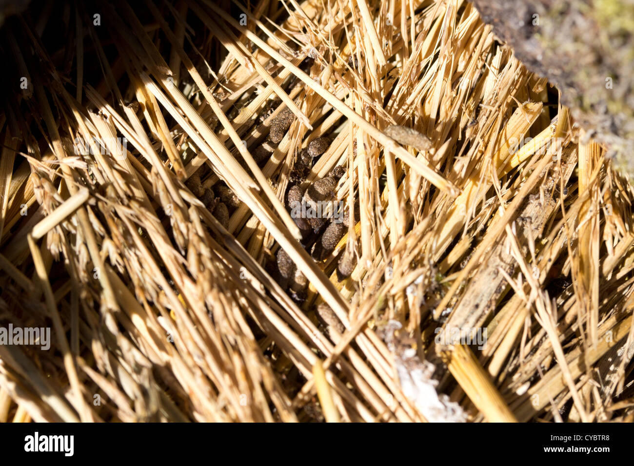 Vole latrine and grass cuttings at burrow entrance. Surrey, UK. Stock Photo