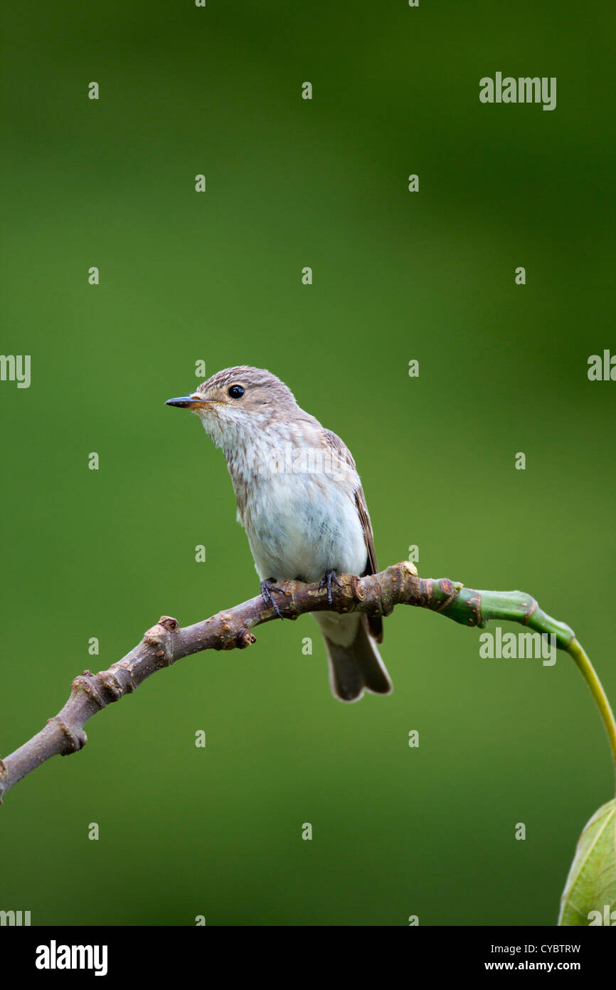 Spotted Flycatcher; Musciapa striata; UK Stock Photo