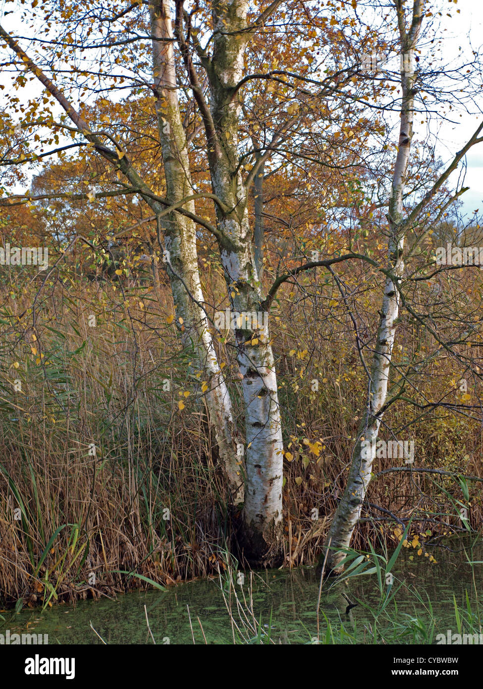 Silver Birch trees on Holme fen in England Stock Photo