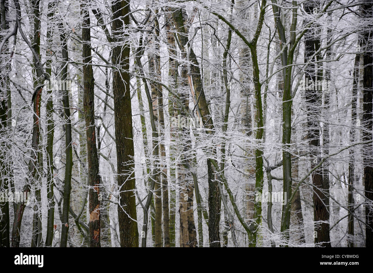 Hoar frost in a broadleaved forest Stock Photo
