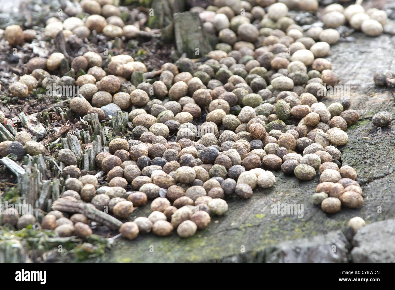 Rabbit (Oryctolagus cuniculus) droppings on tree stump. Surrey, UK. Stock Photo
