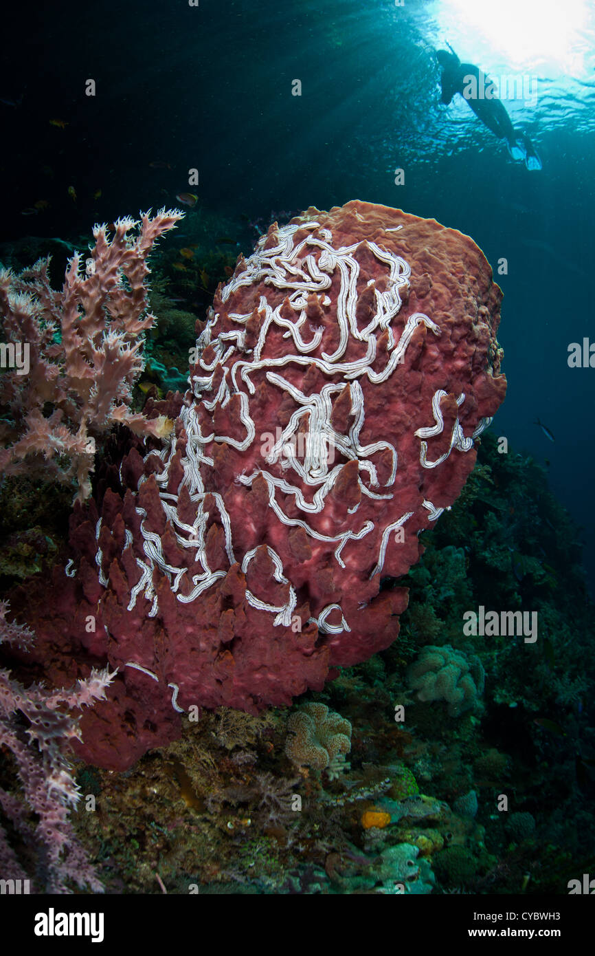 A large barrel sponge (Xenospongia sp.) has lots of small white sea cucumbers attached to it in a symbiotic relationship. Stock Photo