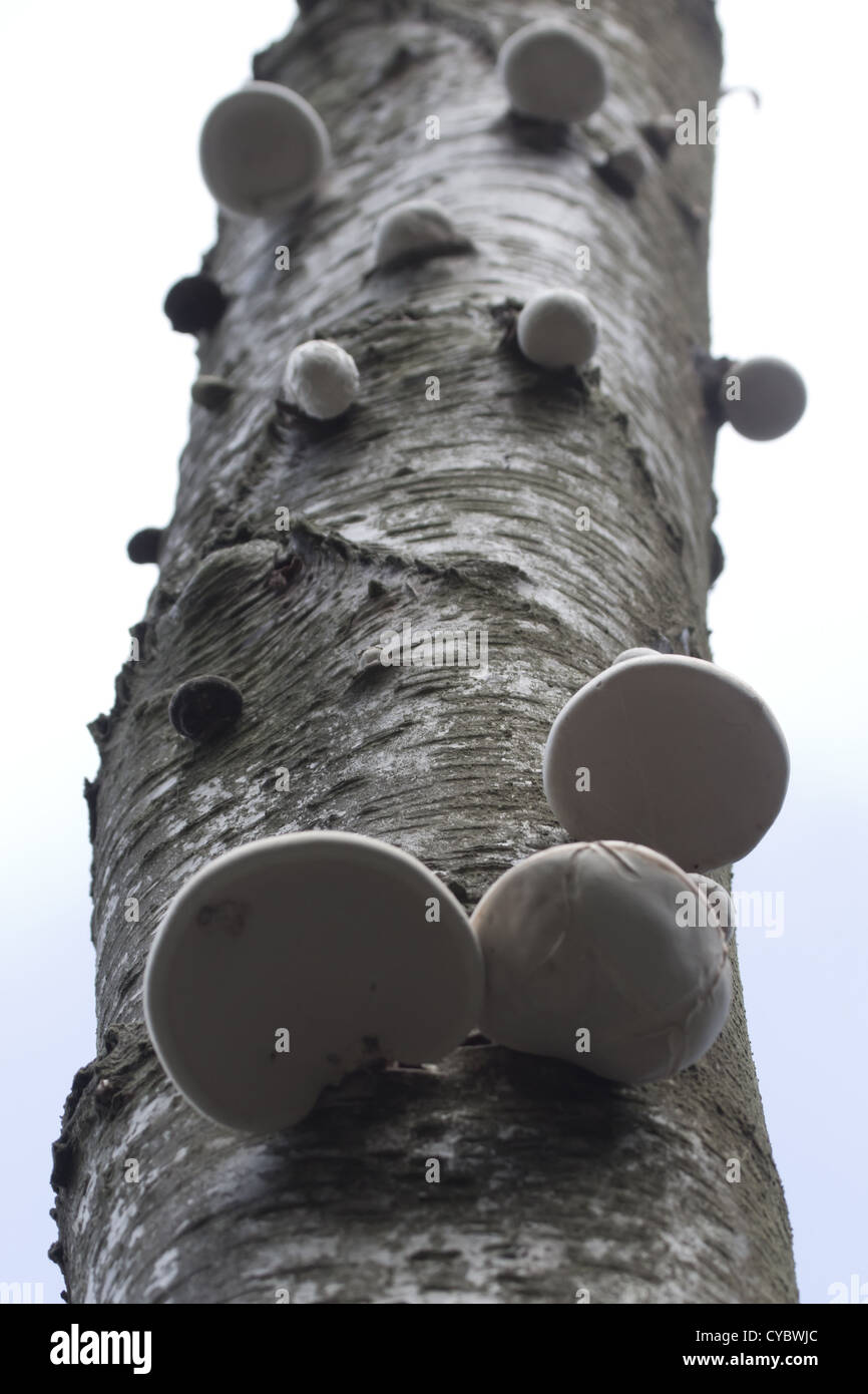 Silver birch tree with fungi. Surrey, UK. Stock Photo