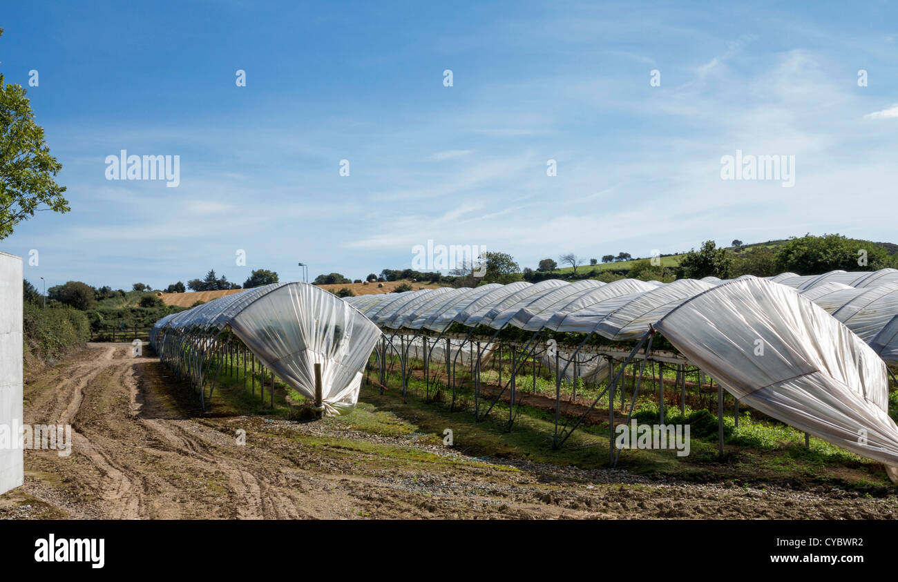 Polytunnels hires stock photography and images Alamy