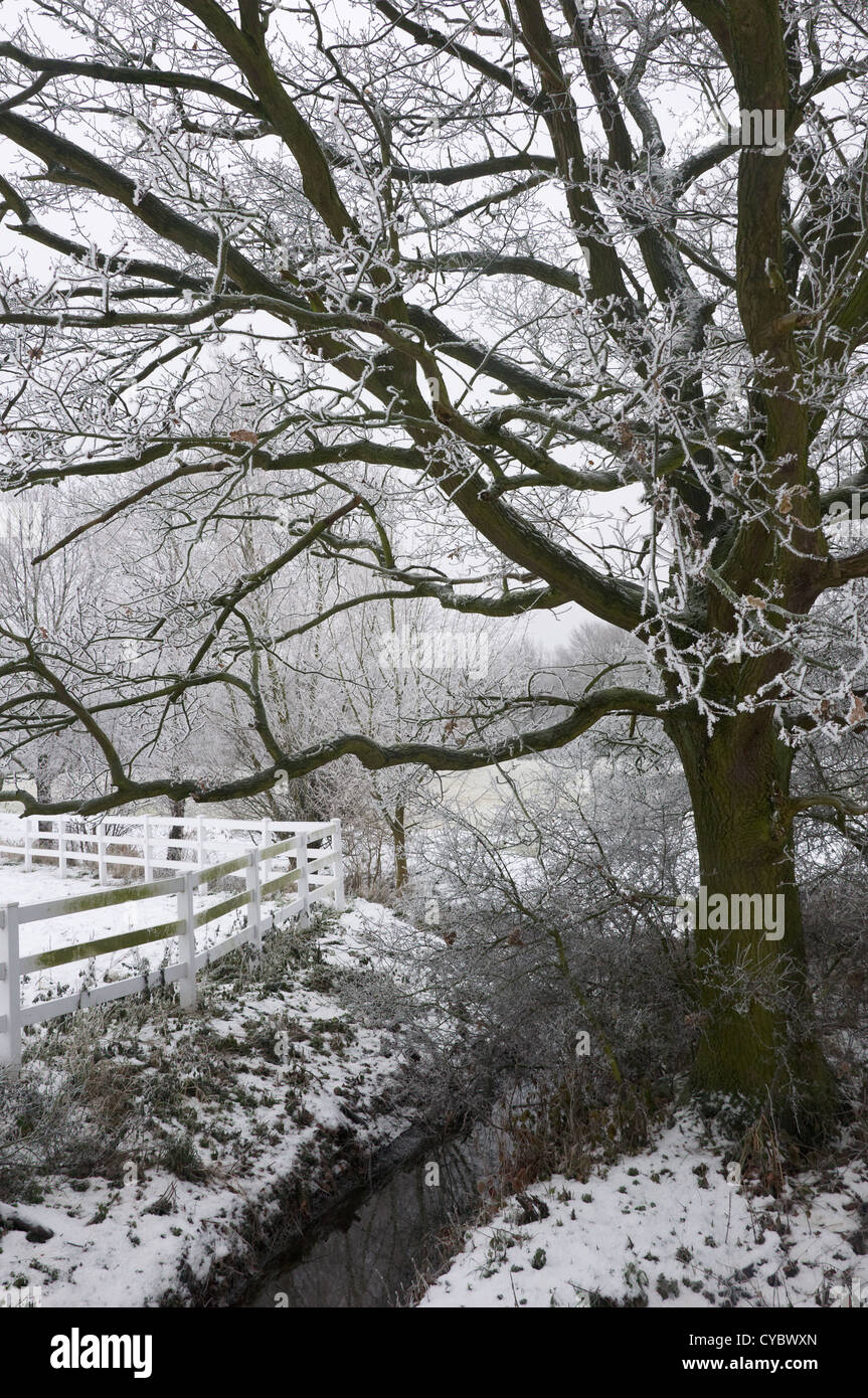 Tree covered with hoar frost next to a creek and a fenced paddock Stock Photo