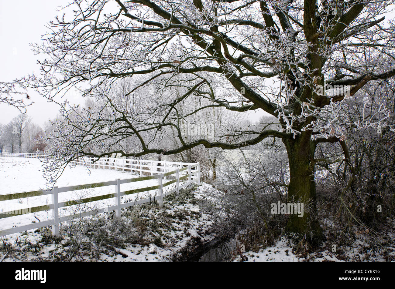 Tree covered with hoar frost next to a fenced paddock Stock Photo