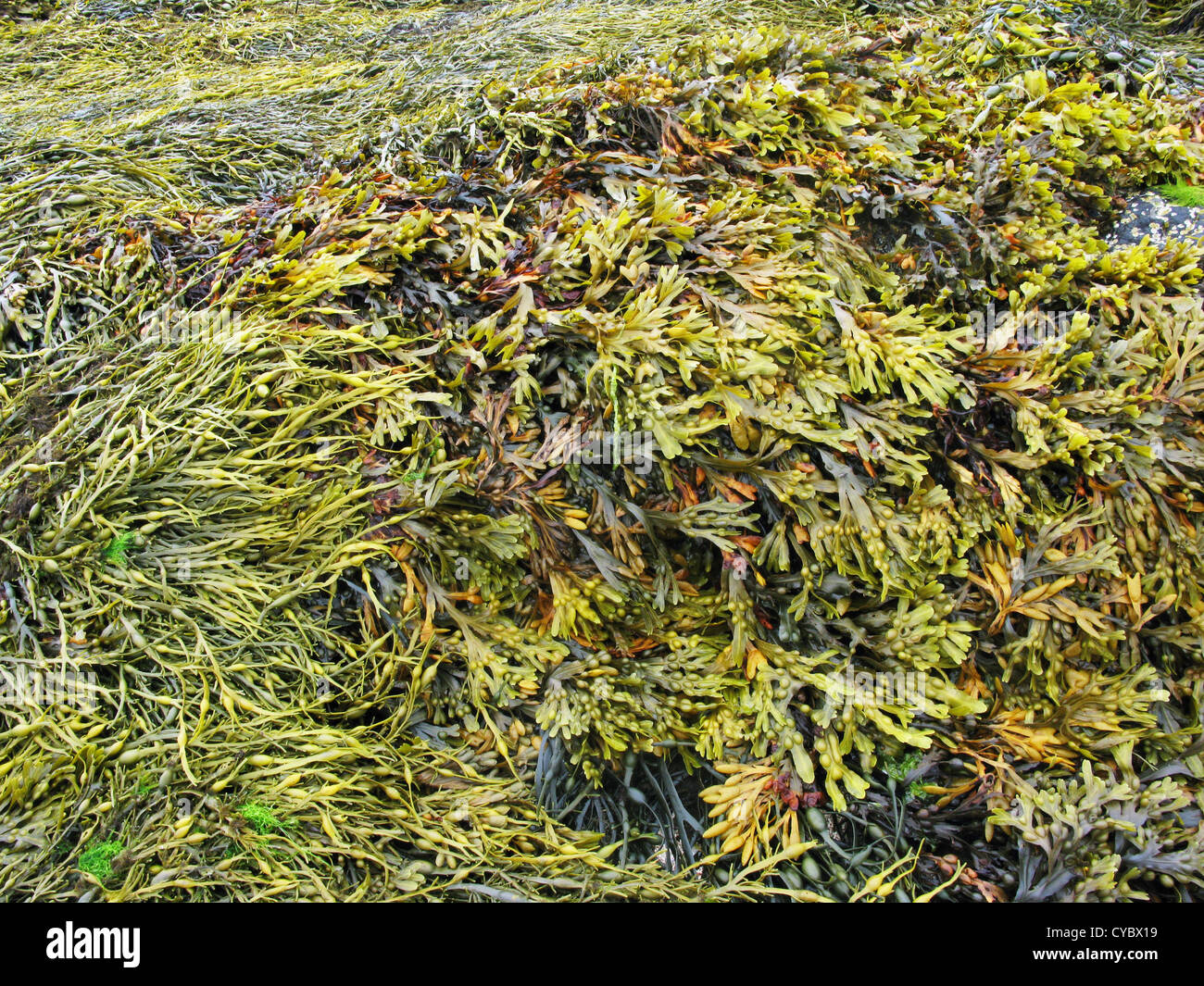 Different types of seaweed hi-res stock photography and images - Alamy