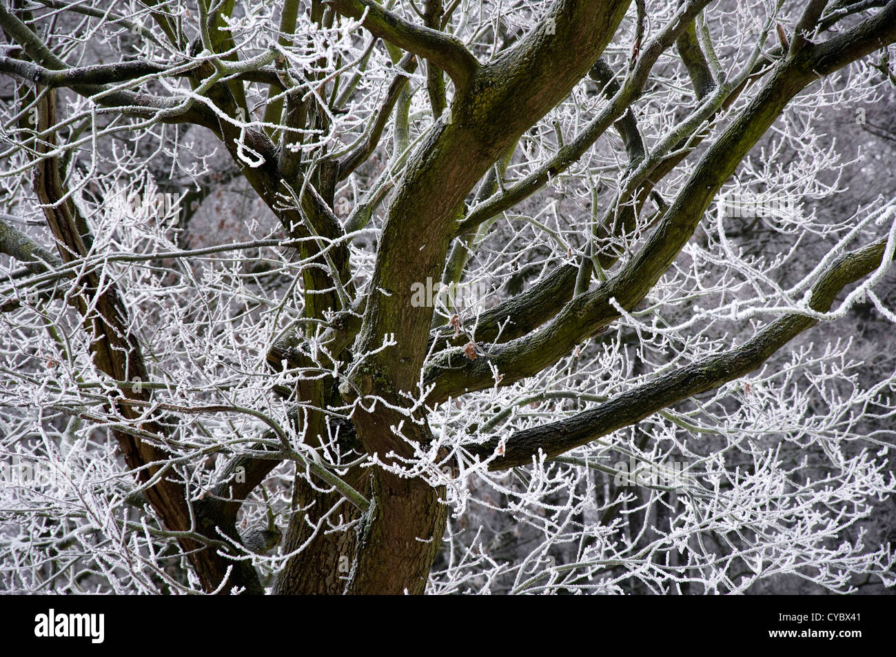 Treetop covered with hoar frost Stock Photo