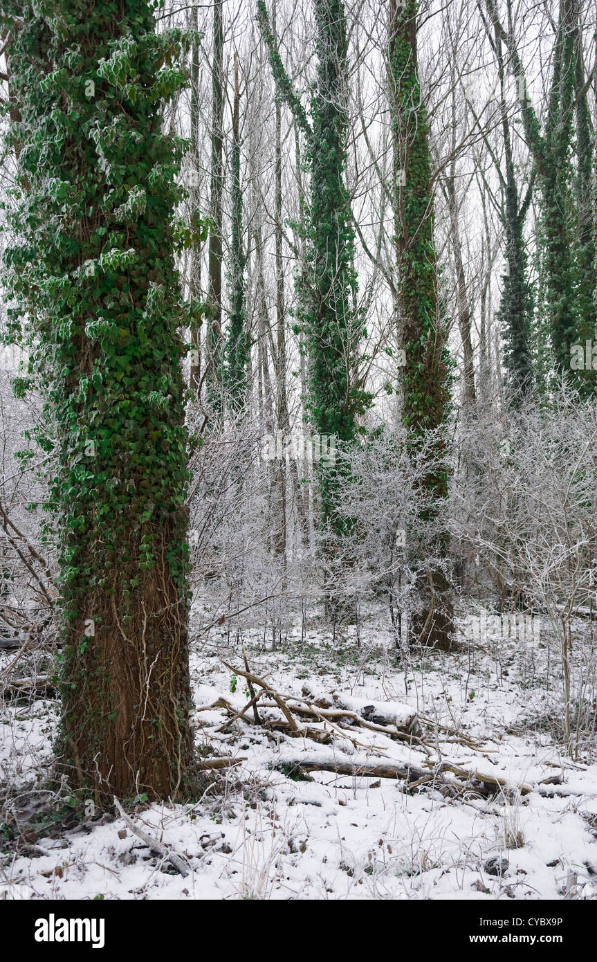 Hoar frost in the woods Stock Photo