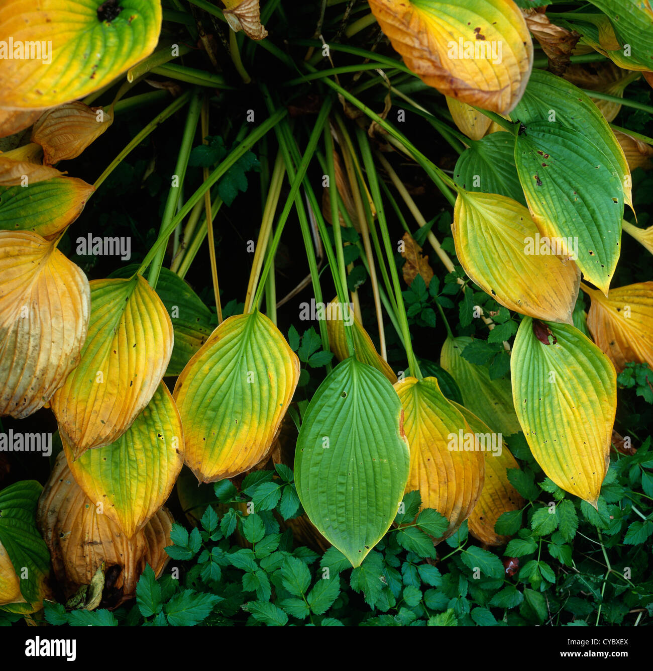 Plantain lily at autumn Stock Photo