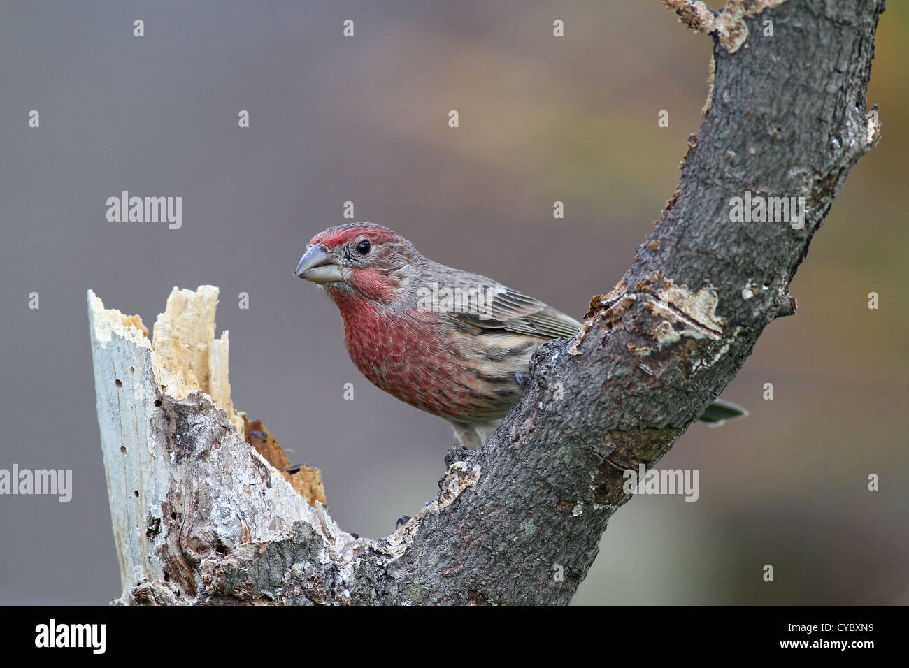 House finch Stock Photo