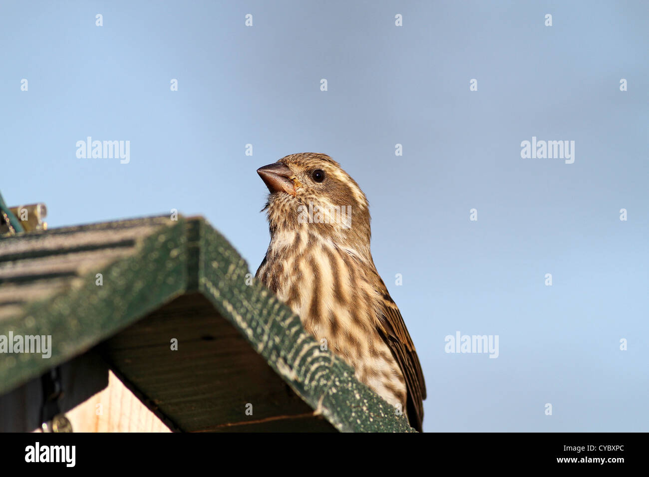 House finch on bird feeder Stock Photo