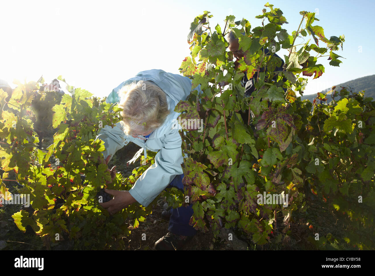 wine harvest in France Stock Photo Alamy