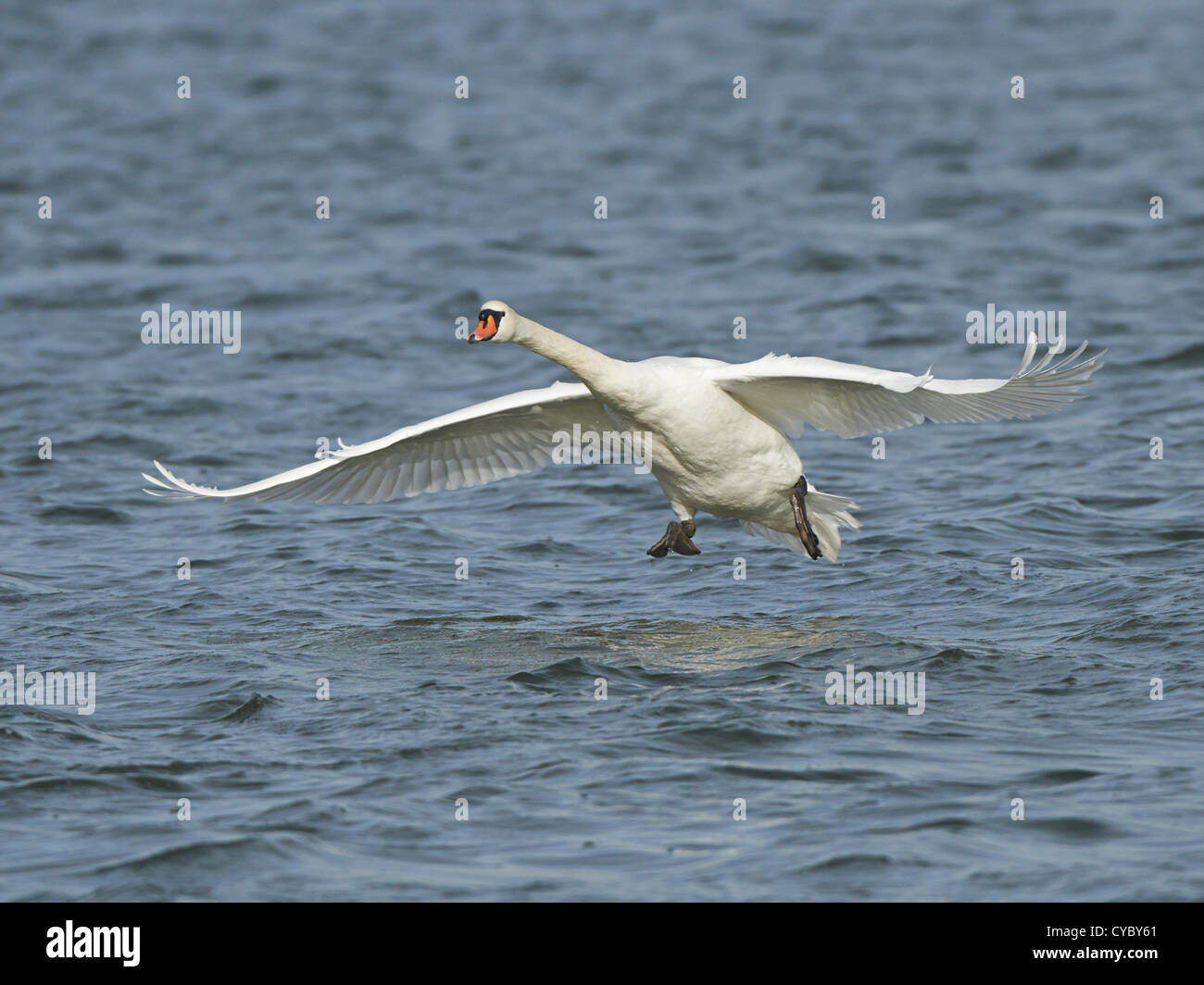 Mute Swan in flight Stock Photo Alamy