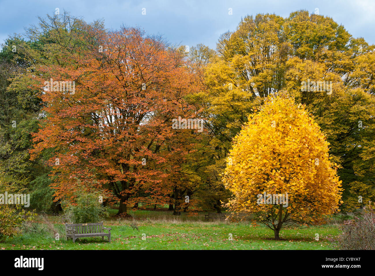 Trees with Autumn colour, Kew Gardens. London Stock Photo Alamy