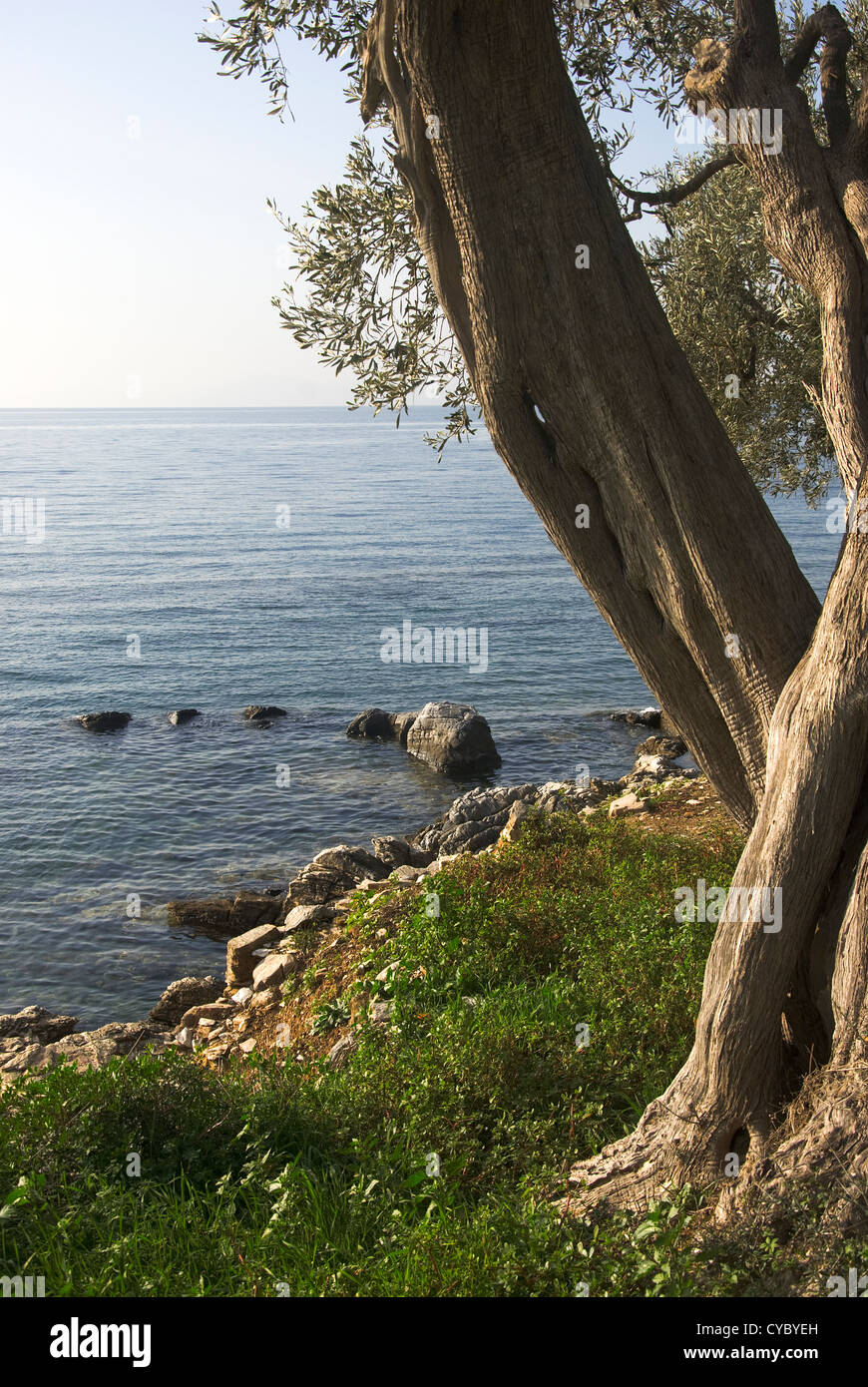 Olive tree by the sea Stock Photo