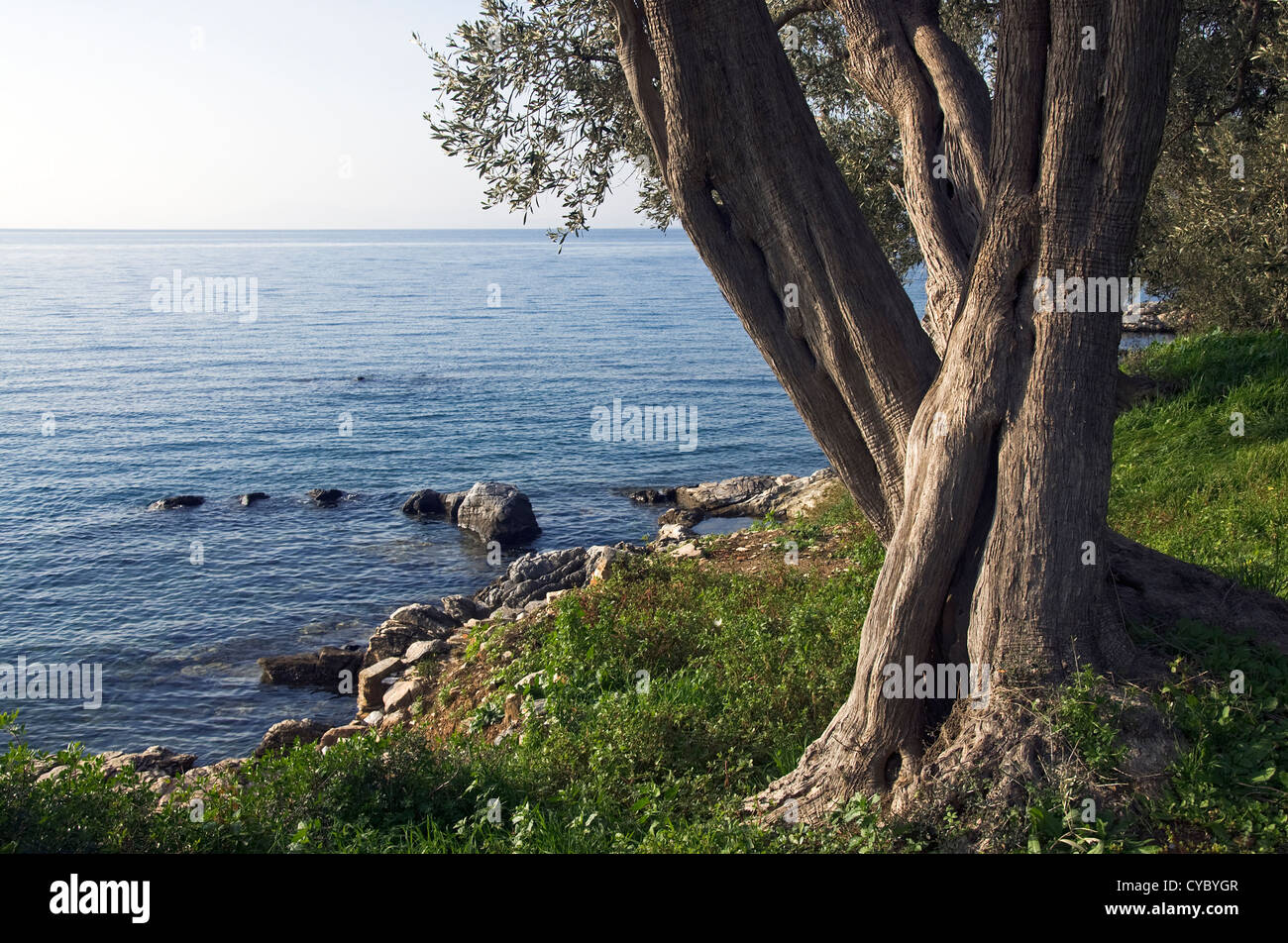 Olive tree by the sea Stock Photo