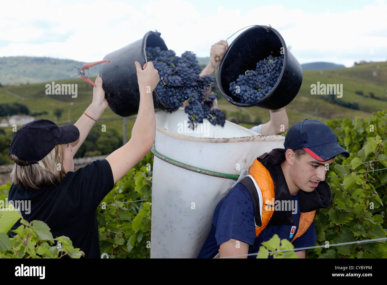 Beaujolais nouveau hires stock photography and images Alamy