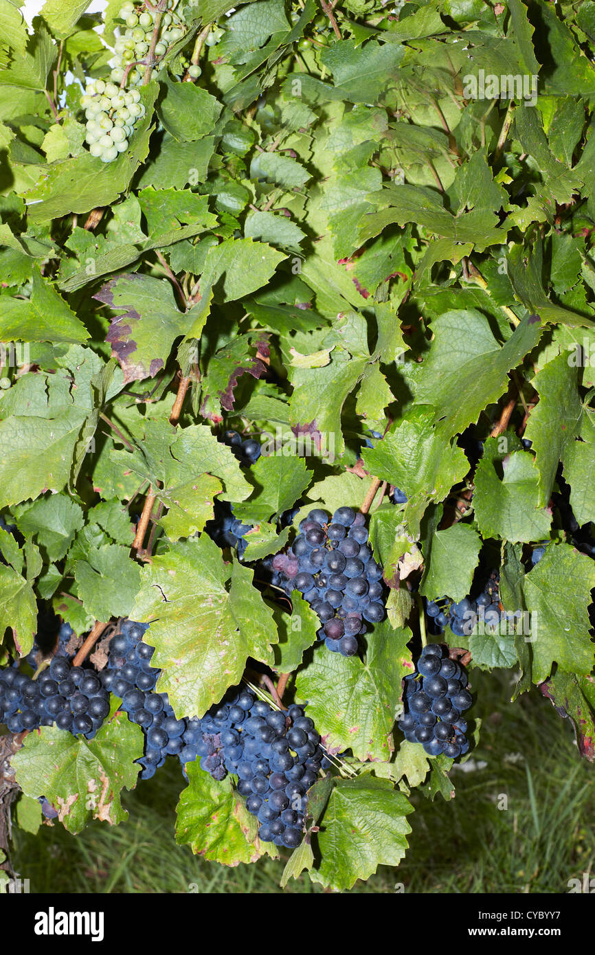 wine grapes on vine in France Stock Photo
