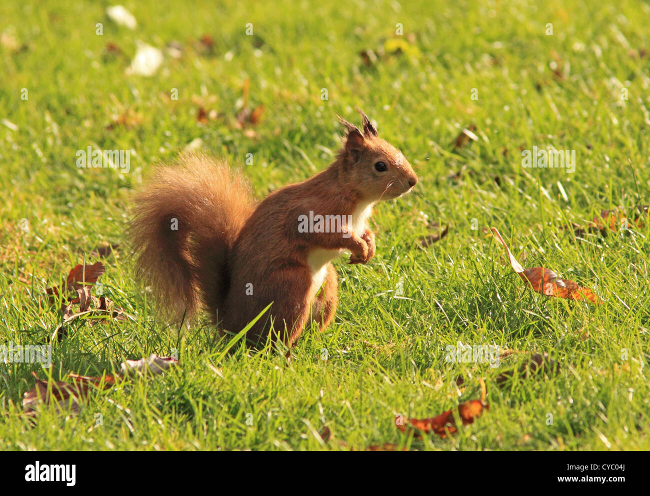 UK Scotland Red Squirrel feeding Stock Photo