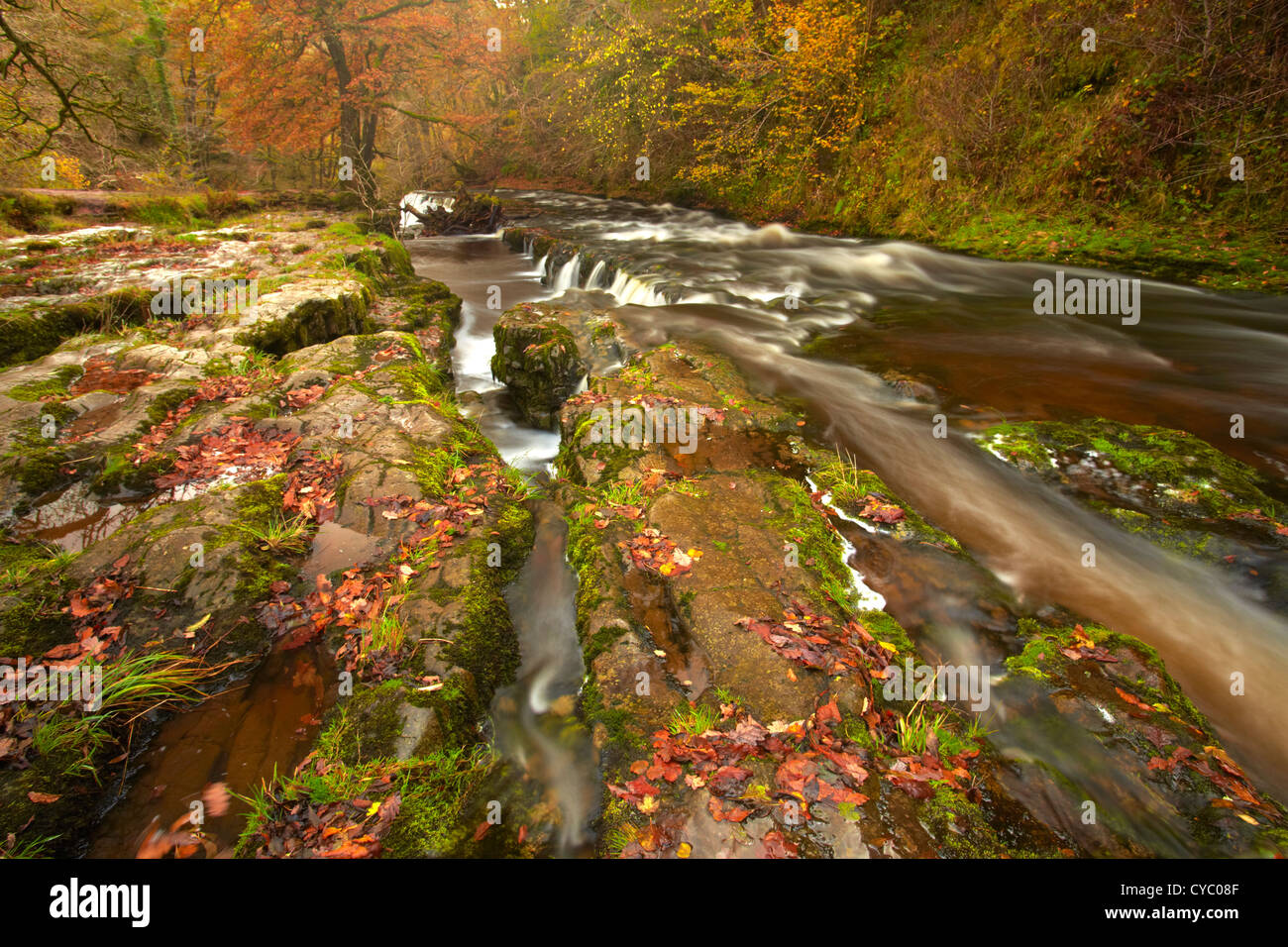 The River Mellte, just above Sgwd Pannwr waterfall, Ystradfellte, Brecon Beacons, Powys Wales Stock Photo