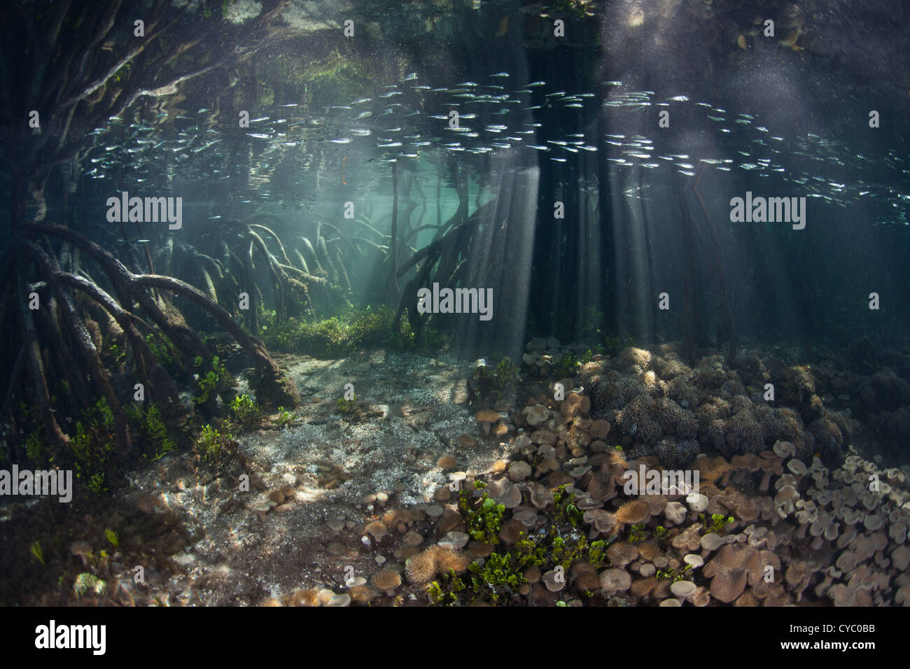 A healthy mangrove forest in eastern Indonesia serves as a nursery to juvenile fish and plays an important ecological role. Stock Photo