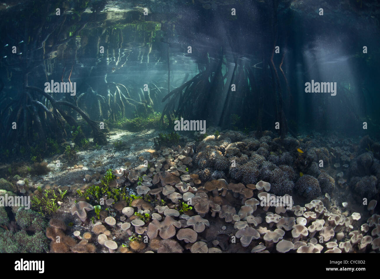 A healthy mangrove forest in eastern Indonesia serves as a nursery to juvenile fish and plays an important ecological role. Stock Photo