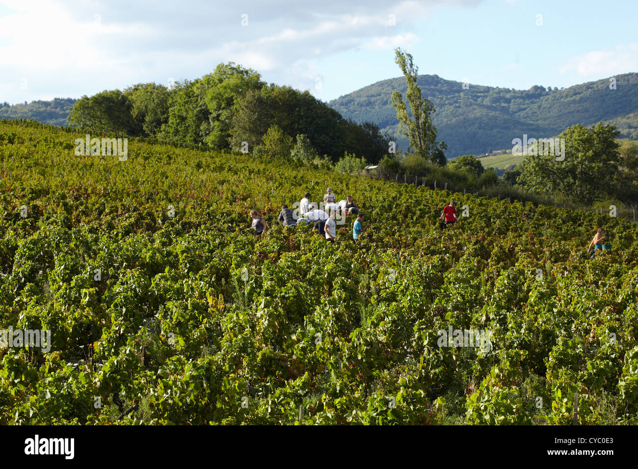wine harvest in France Stock Photo Alamy