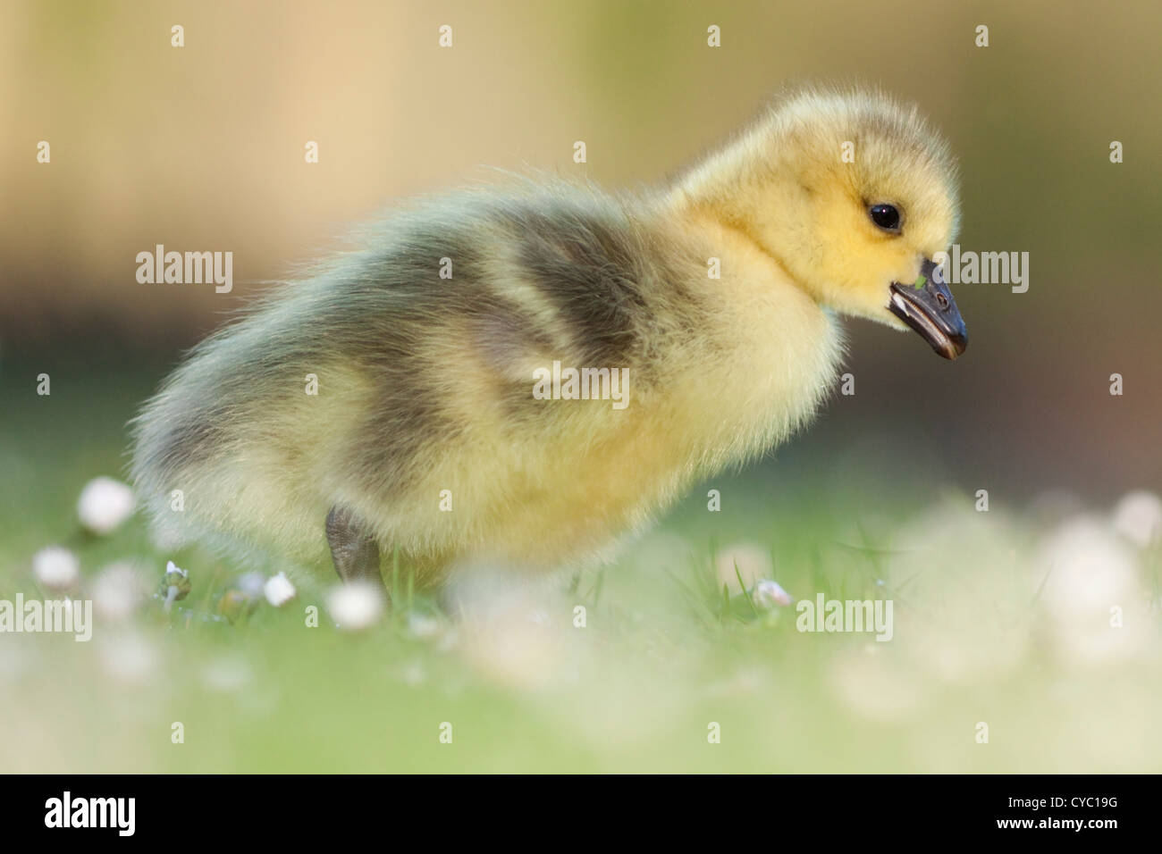 Gosling in some daisies Stock Photo