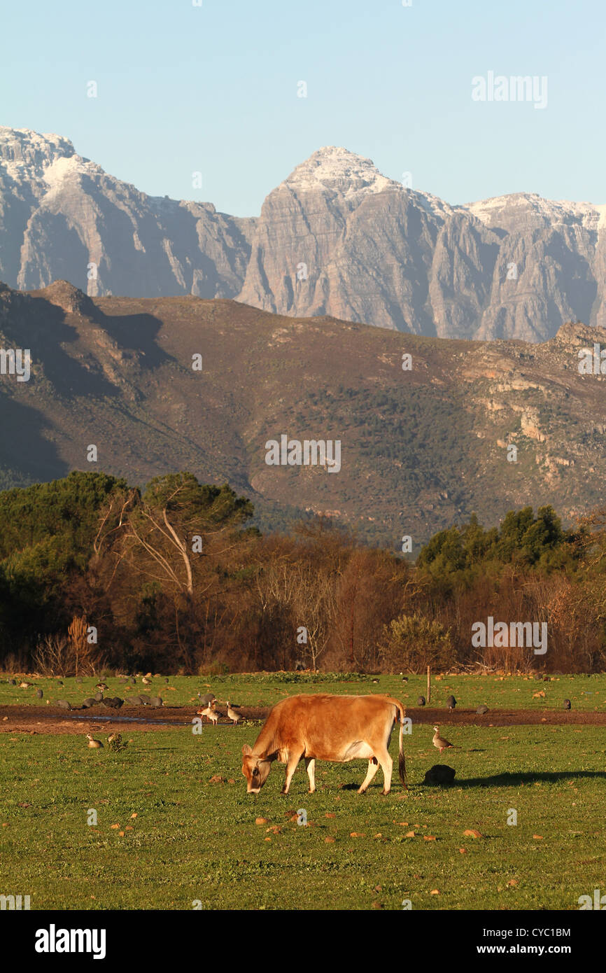 Cattle graze on a farm against the backdrop snow-covered mountains, Western Cape, South Africa. Stock Photo