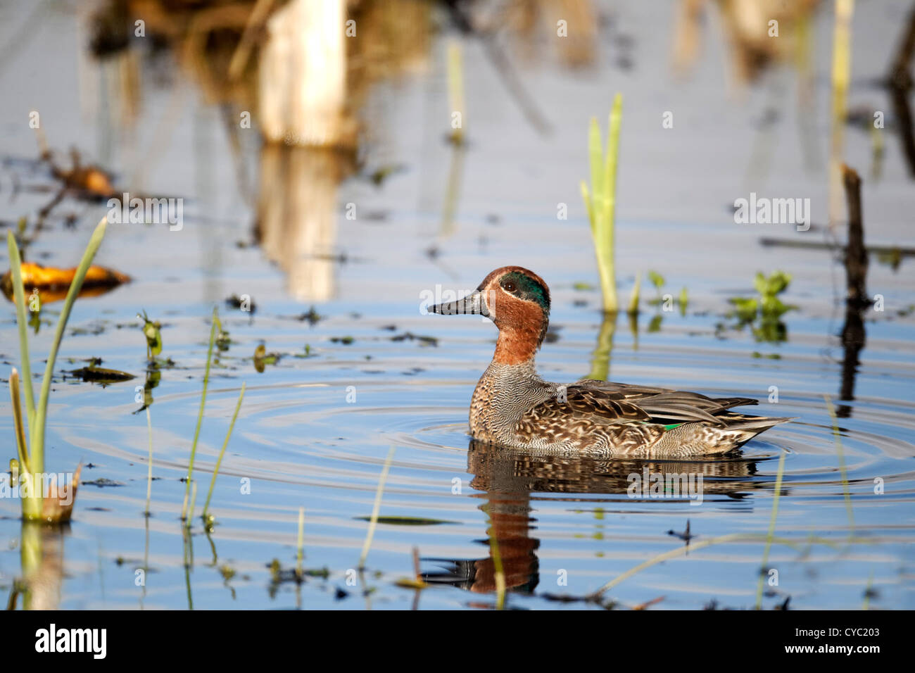 Teal, Anas crecca, single male on water, Warwickshire, October 2012 Stock Photo