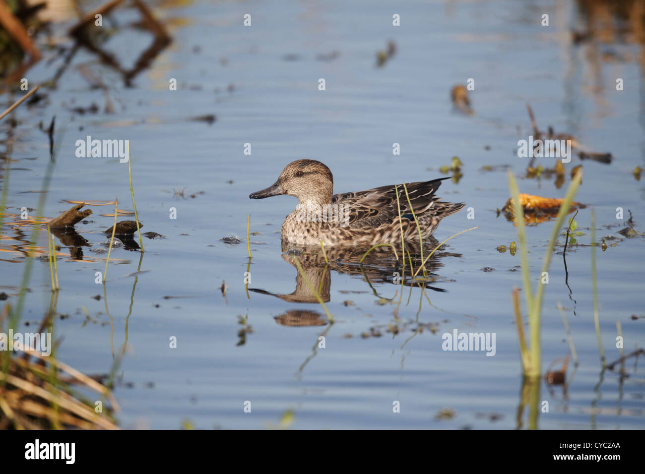 Teal, Anas crecca, single female on water, Warwickshire, October 2012 Stock Photo