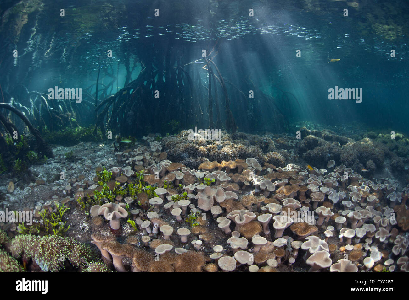 Sun beams down through the canopy of a mangrove forest and onto a coral garden growing in Raja Ampat, Indonesia. Stock Photo