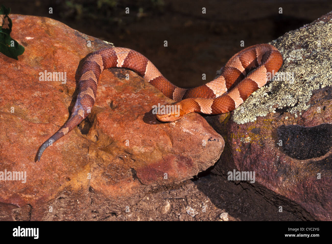 Copperhead Agkistrodon contortrix laticinctus The Reptile Place, Durango, Colorado, United States August Adult Stock Photo